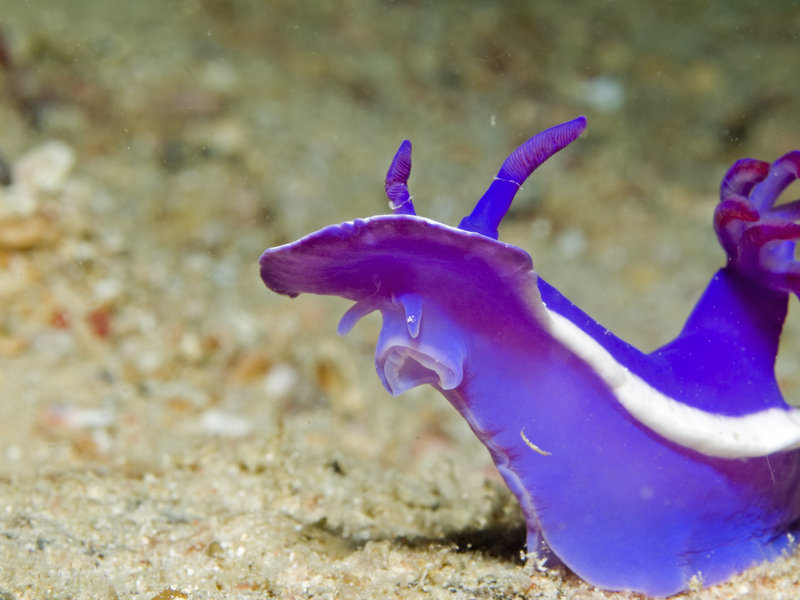 Nudibranch, Seaventures House Reef